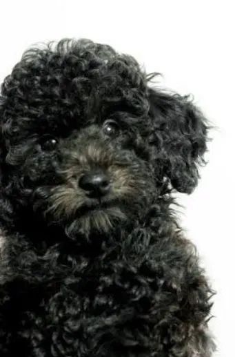 Poodle toy macho preto 