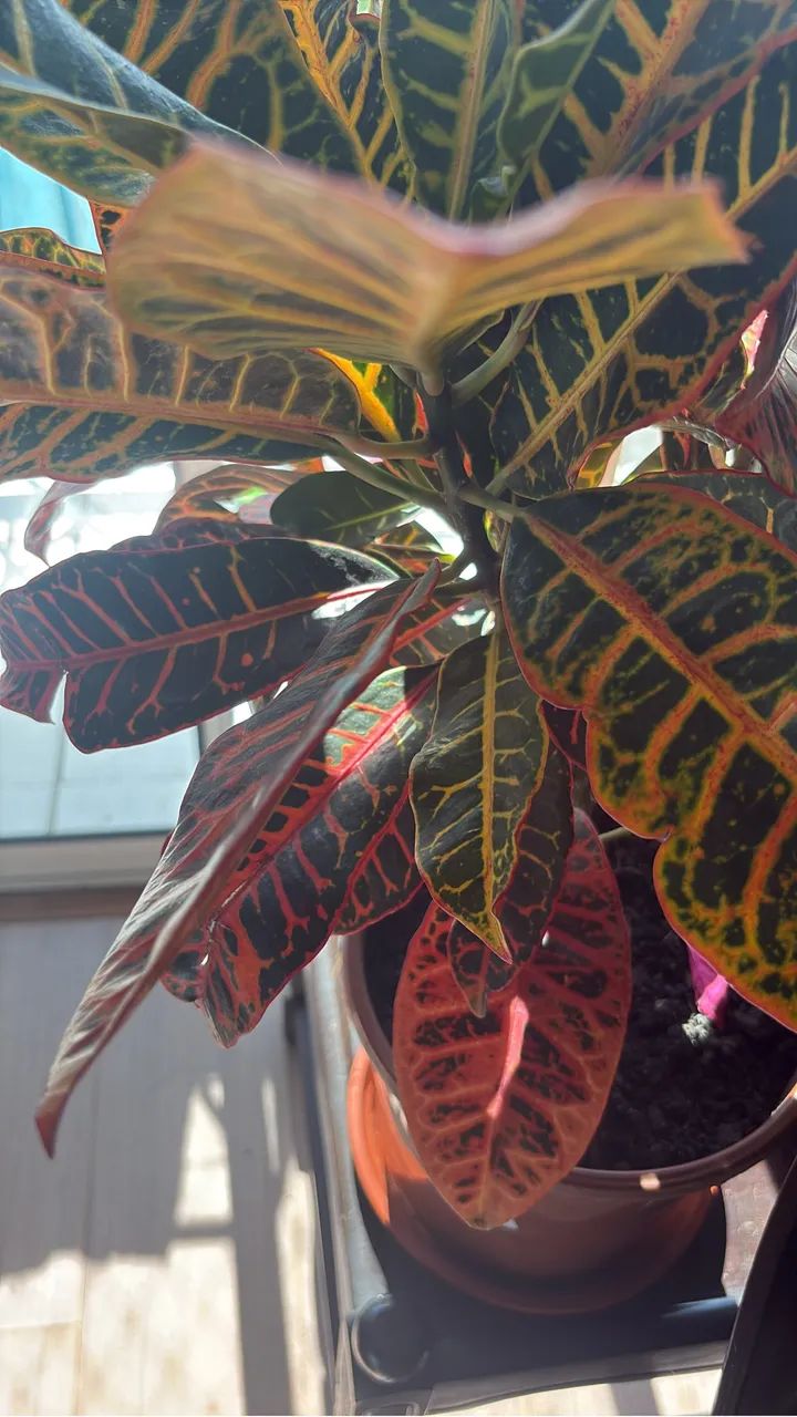 Croton - Foto 2
