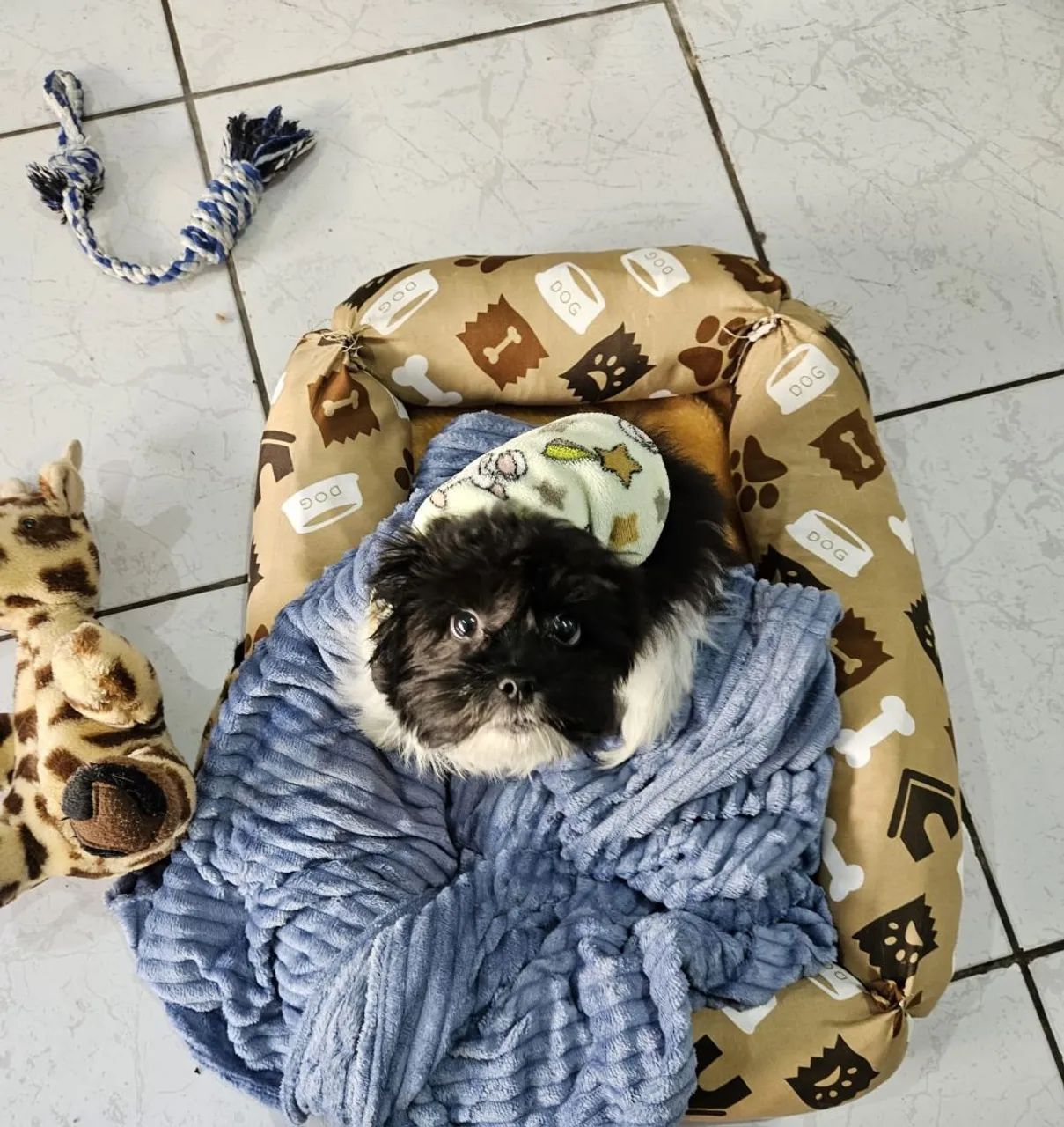 Cachorro Shitzu  - Foto 4