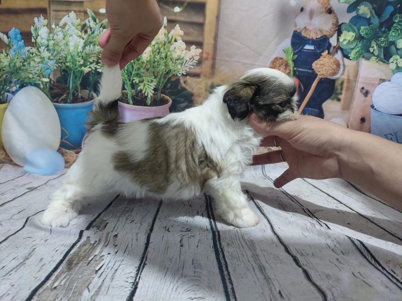 Filhote da raça shihtzu  - Foto 3