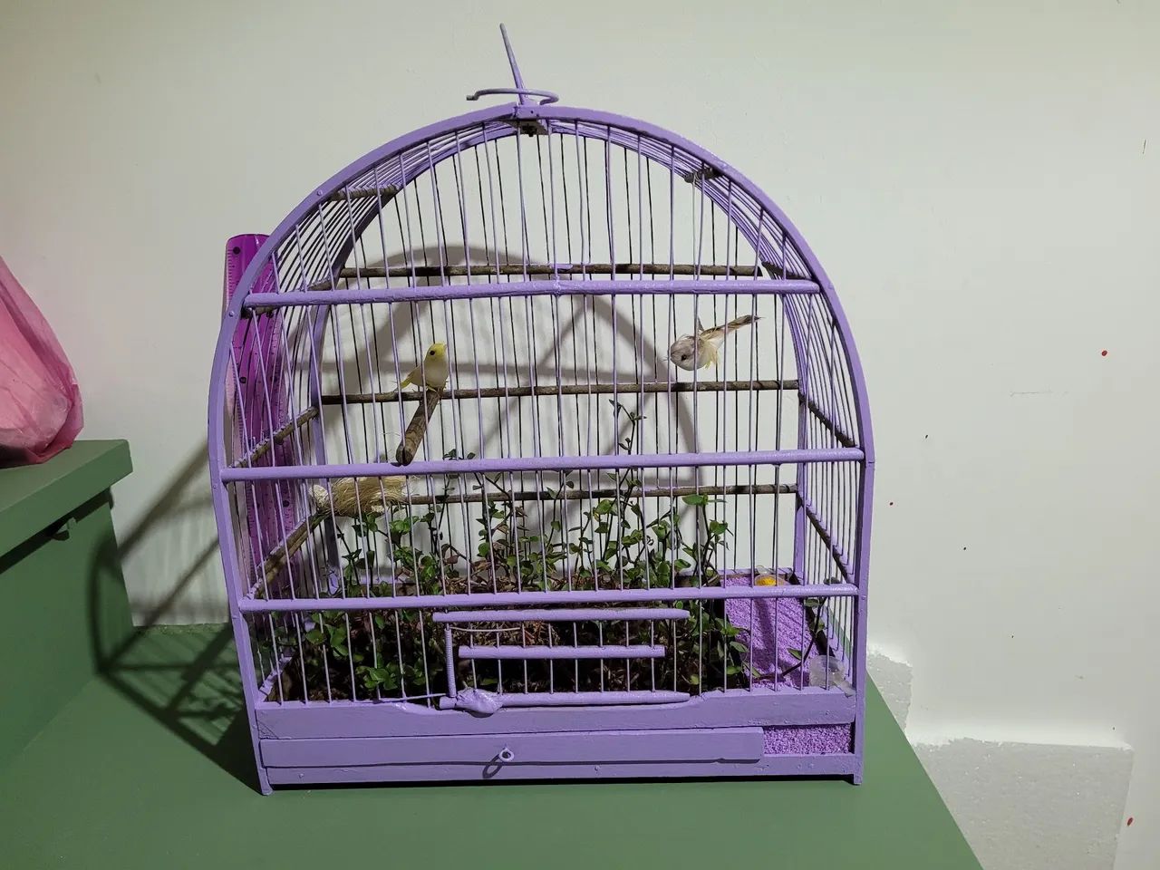 Gaiola com dinheiro em penca - Foto 4