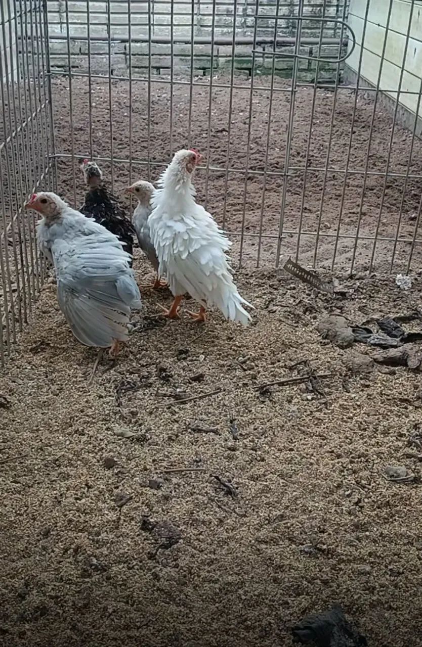 Mini Garnizes