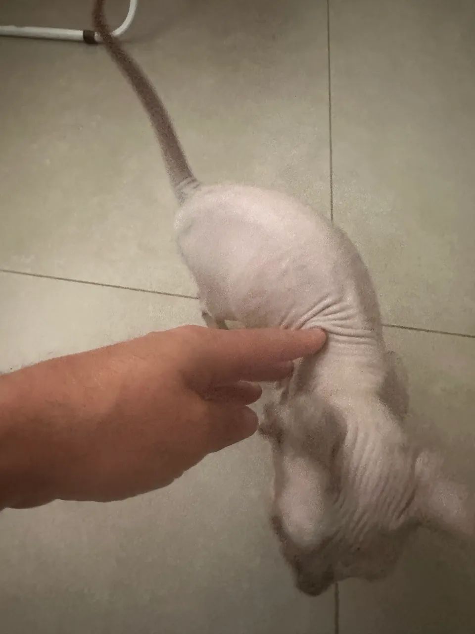 Gato Sphynx - Foto 4