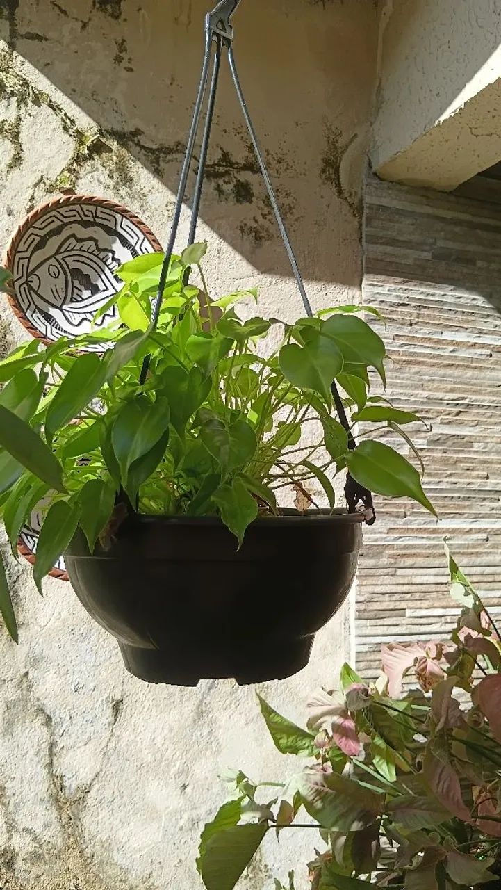 Mudas plantas - Mini Imbé, Philoendron  - Foto 2