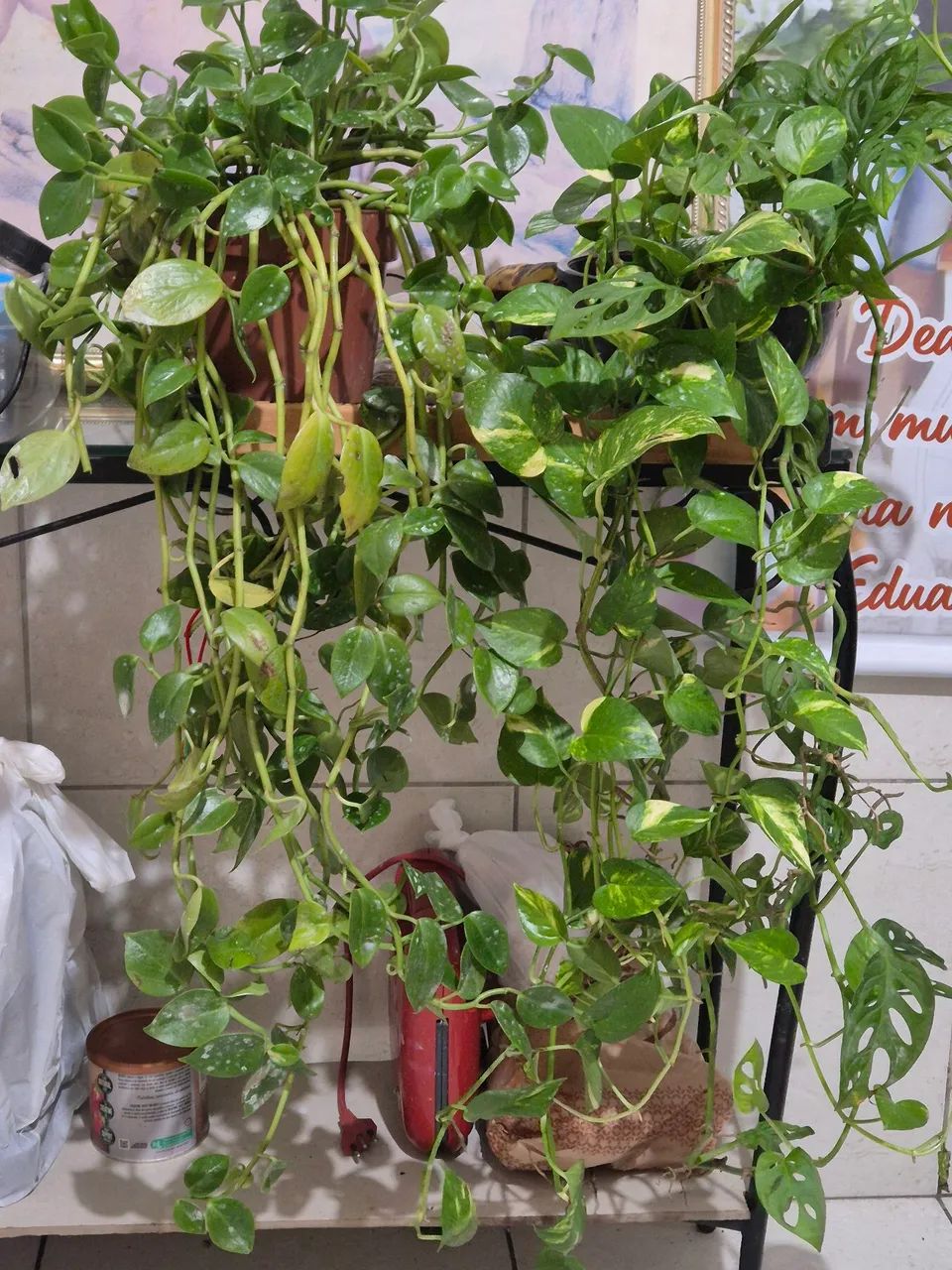 Planta Jiboia