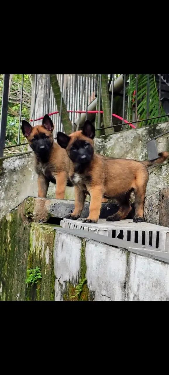 Filhotes pastor belga Malinois