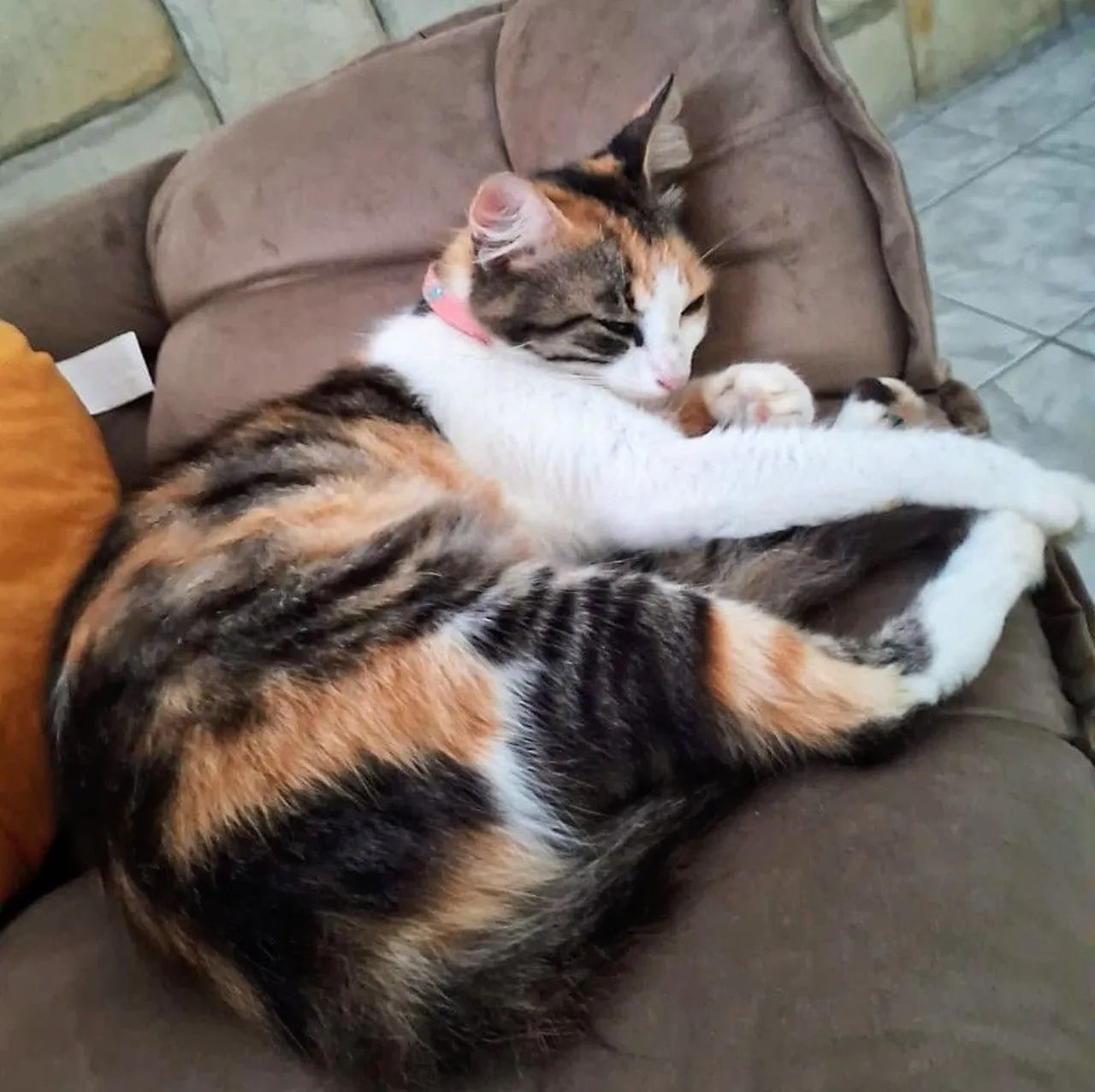 Gata castrada, 10 meses - Foto 5