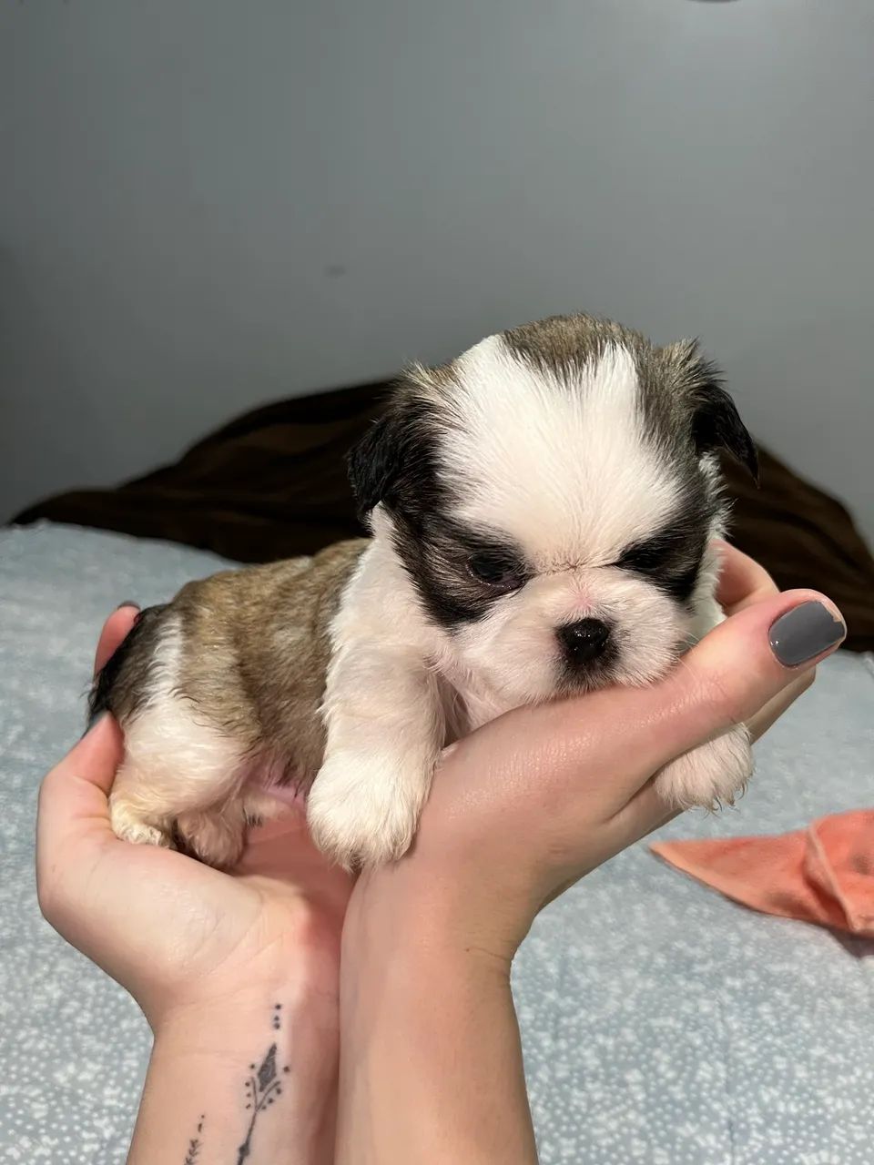 Filhotes de Shihtzu - Foto 4