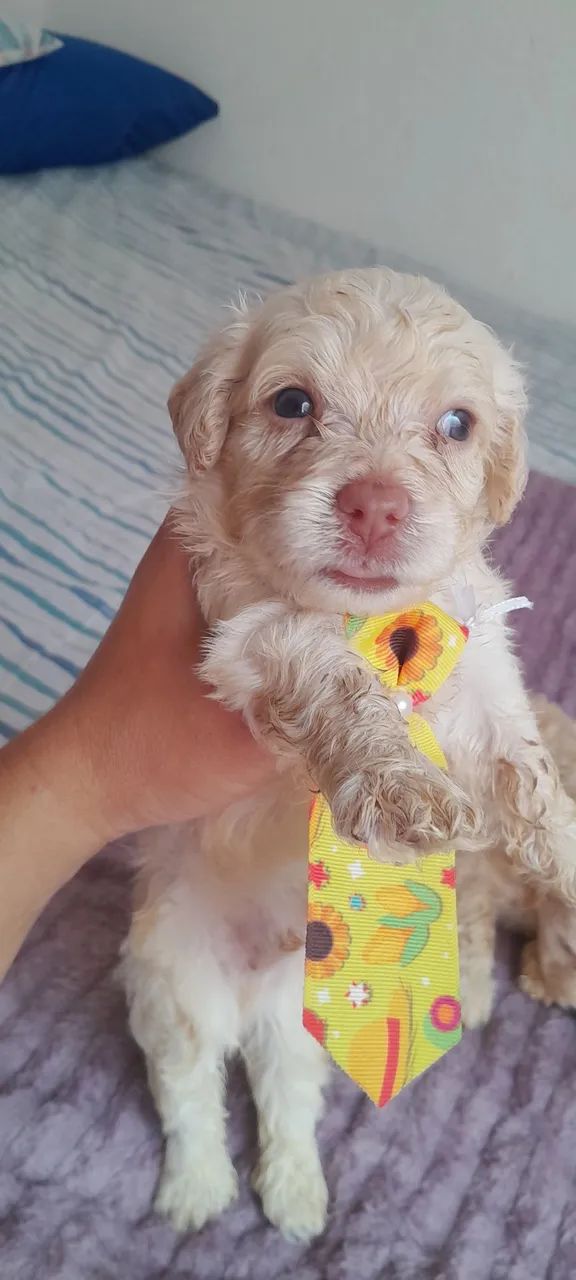 Vendo Poodle  - Foto 3