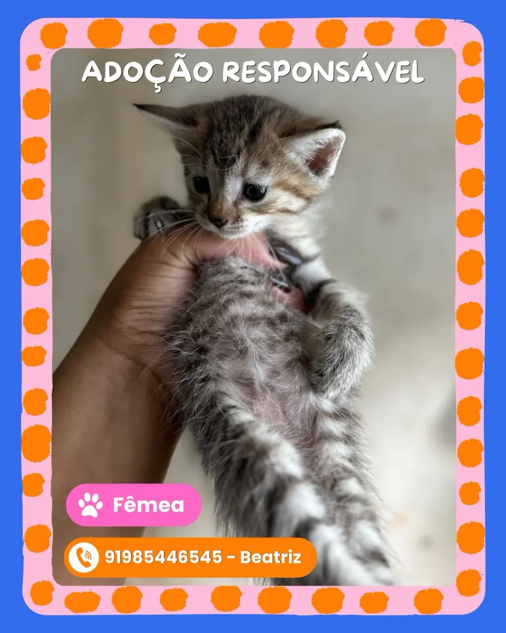 Adoção responsável  - Foto 3