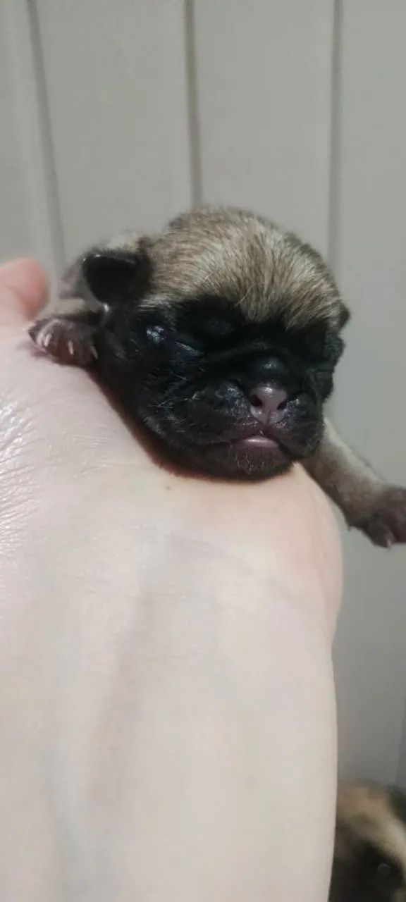 Filhotes de Pug  - Foto 2