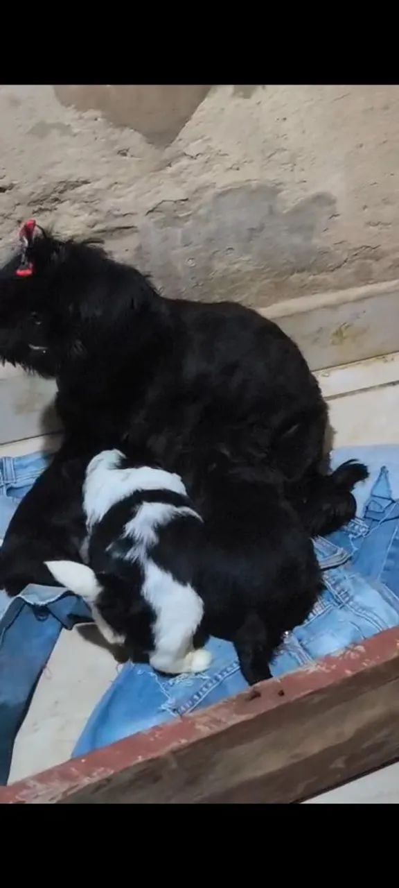 Cachorro  - Foto 2