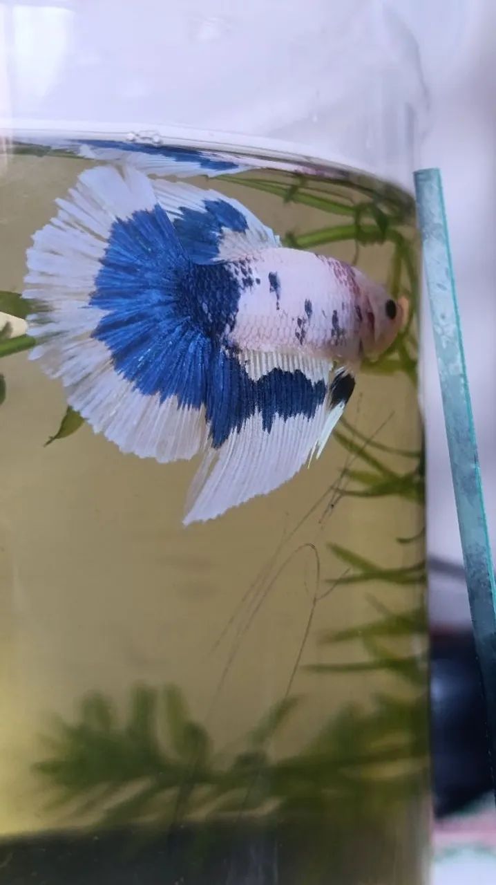 Peixe ornamental Betta - Foto 3