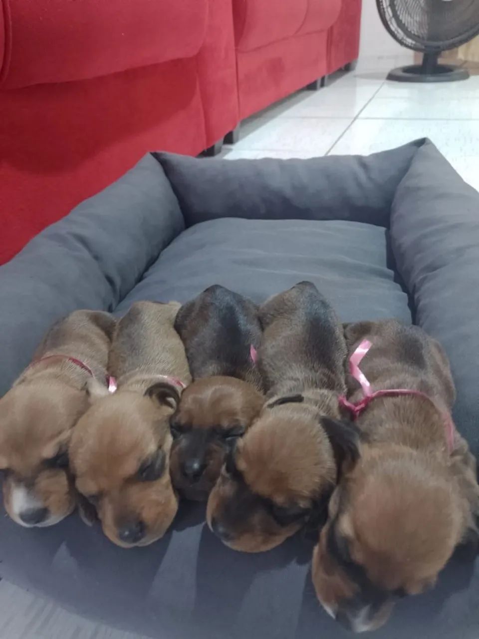 Filhotes de Dachshund 600,00  - Foto 3