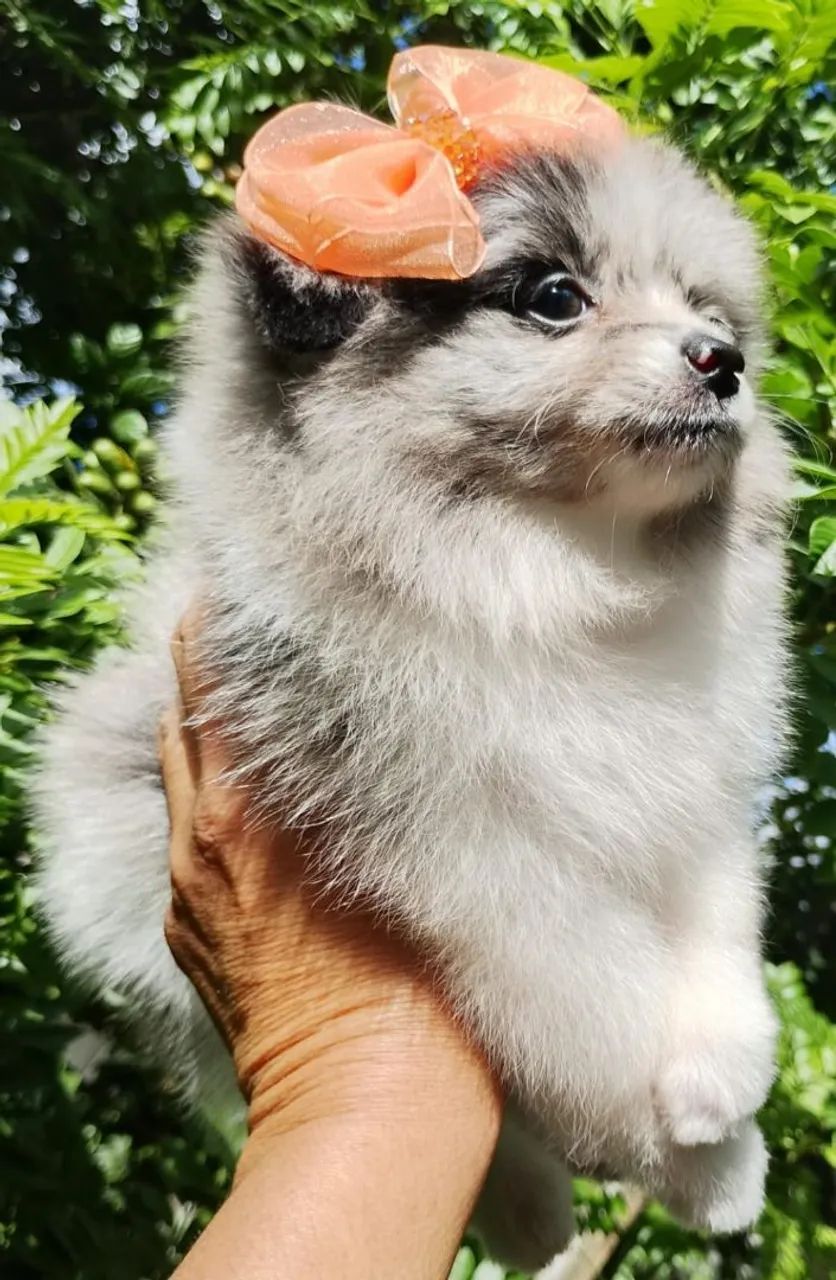 Spitz alemão merles  - Foto 3