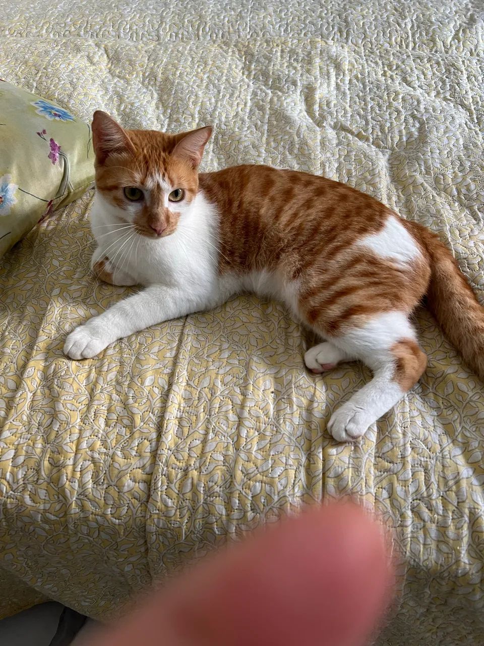 Gatinho para adoção responsável. - Foto 3