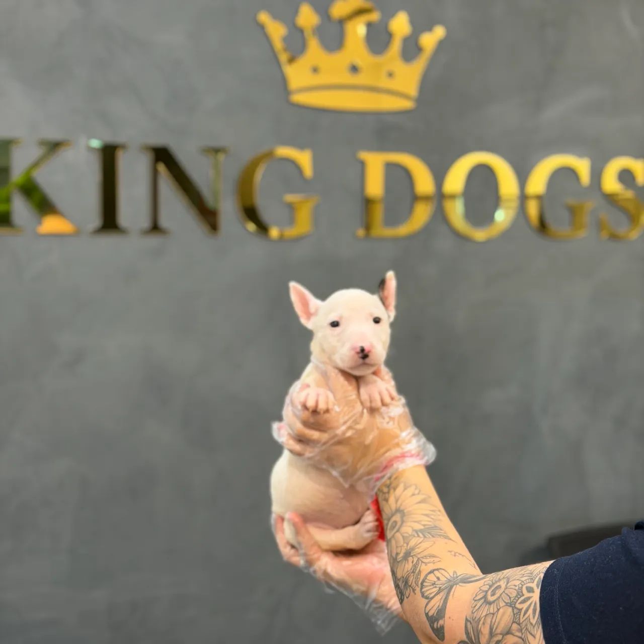 Top Longen Bull terrier  - Foto 4