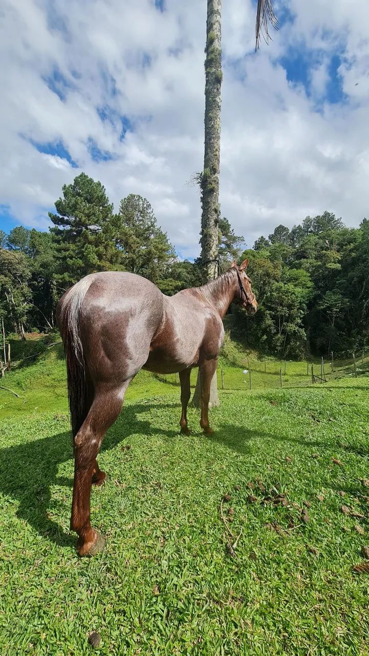 LINDA ÉGUA QUARTO DE MILHA ?