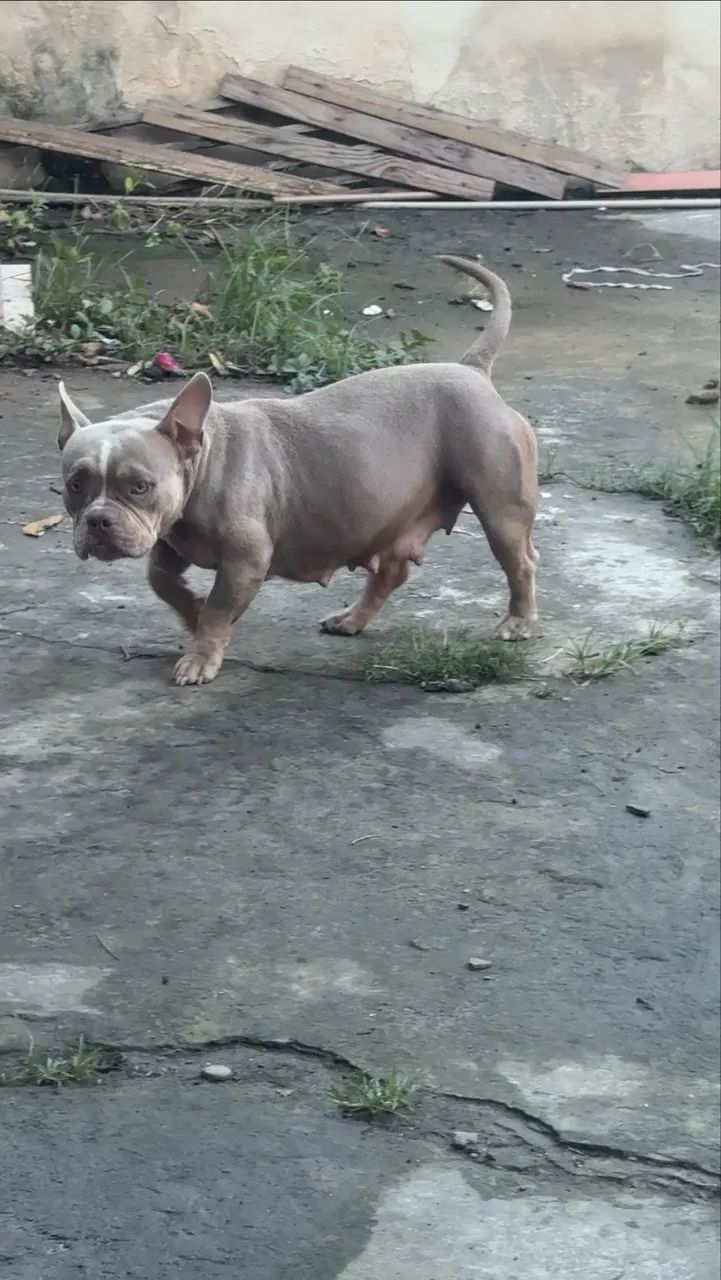 American bully micro
