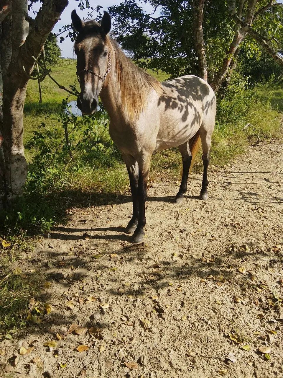 Cavalo de marcha picada  - Foto 4