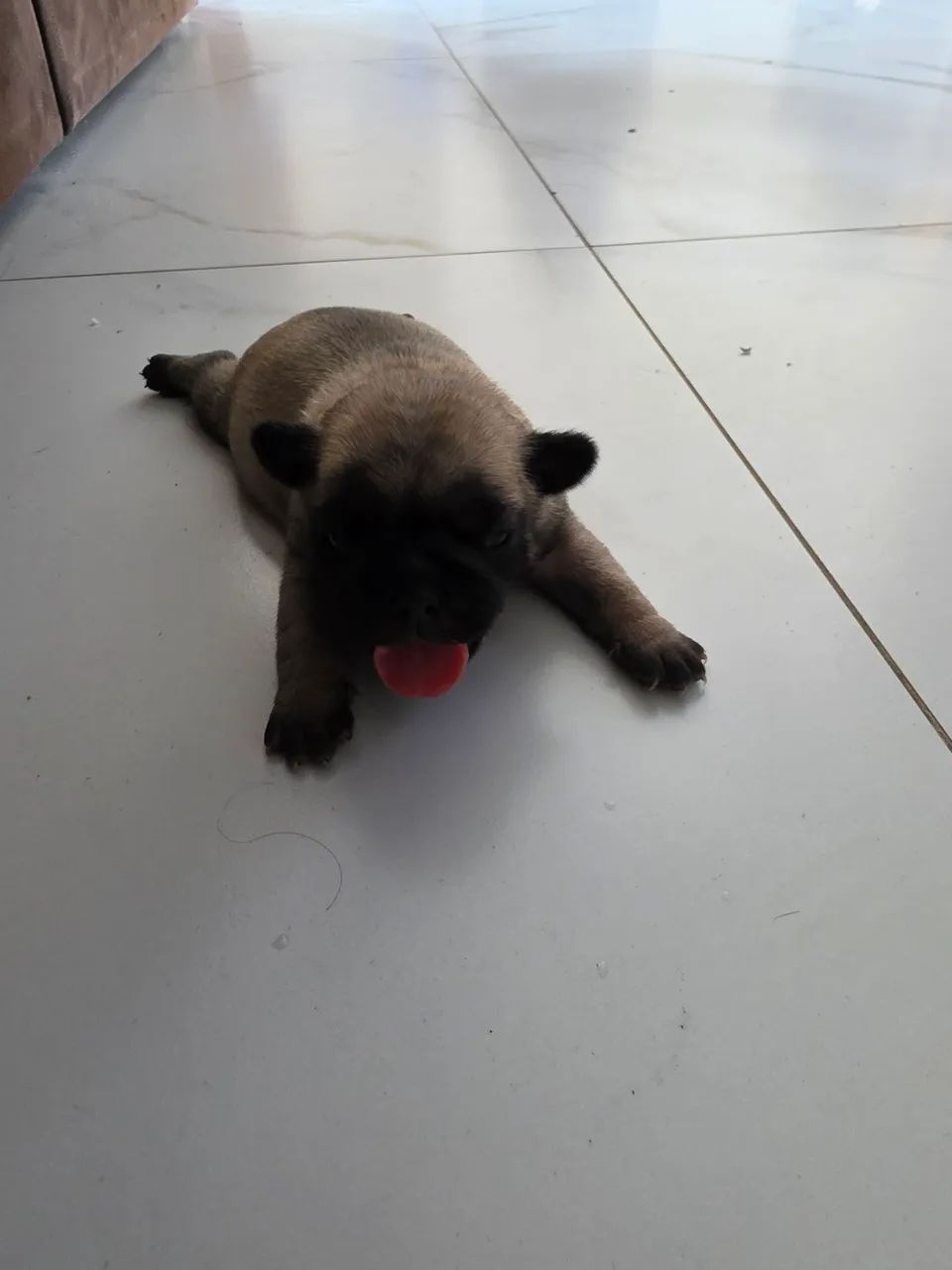 Pug - Foto 2