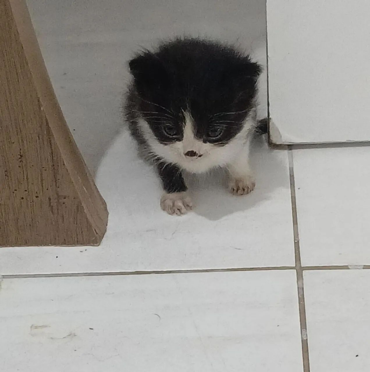 Gatos pra doacao 