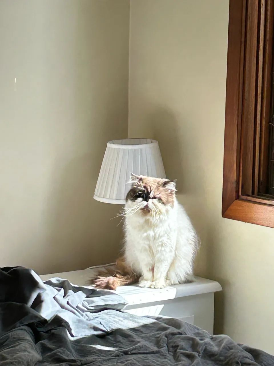 Gatos - Foto 3