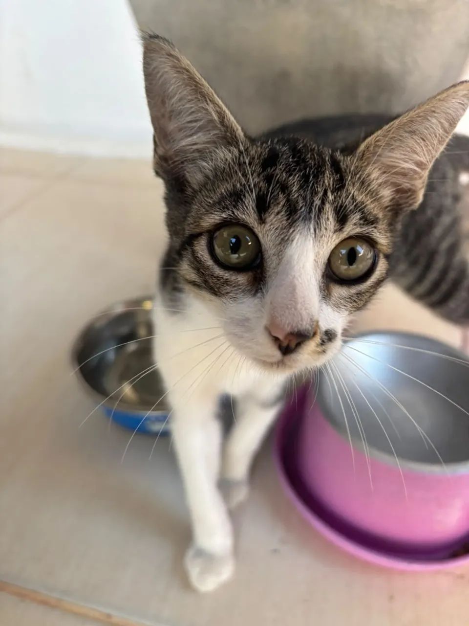Doação de gato  - Foto 4
