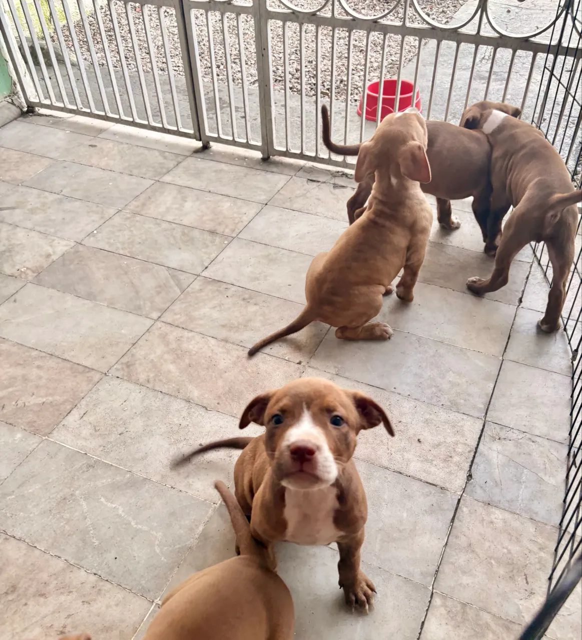 Pitbull - Foto 4
