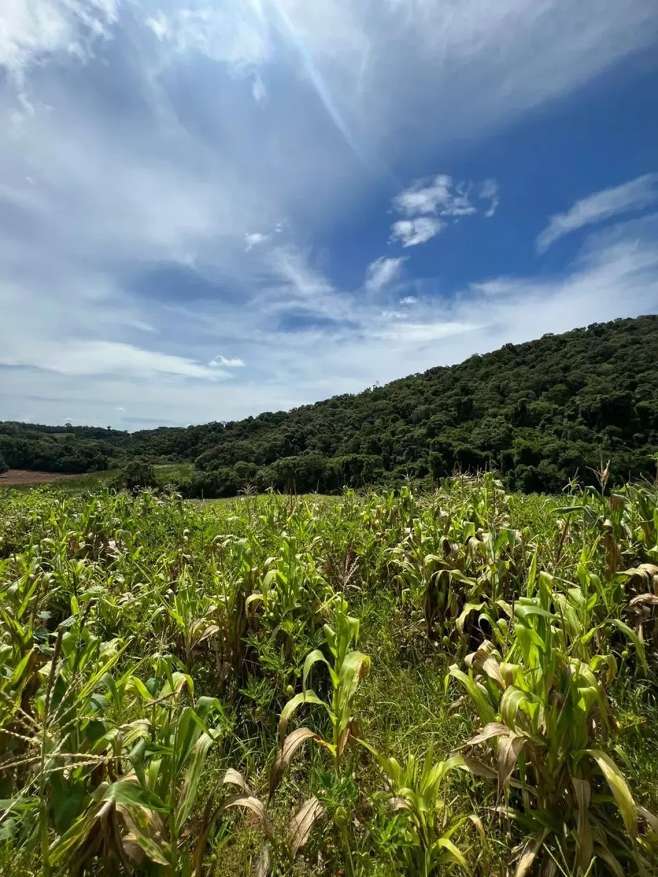 Terrenos para venda tem 1000 metros quadrados em Colégio - Ibiúna - SP - Foto 3