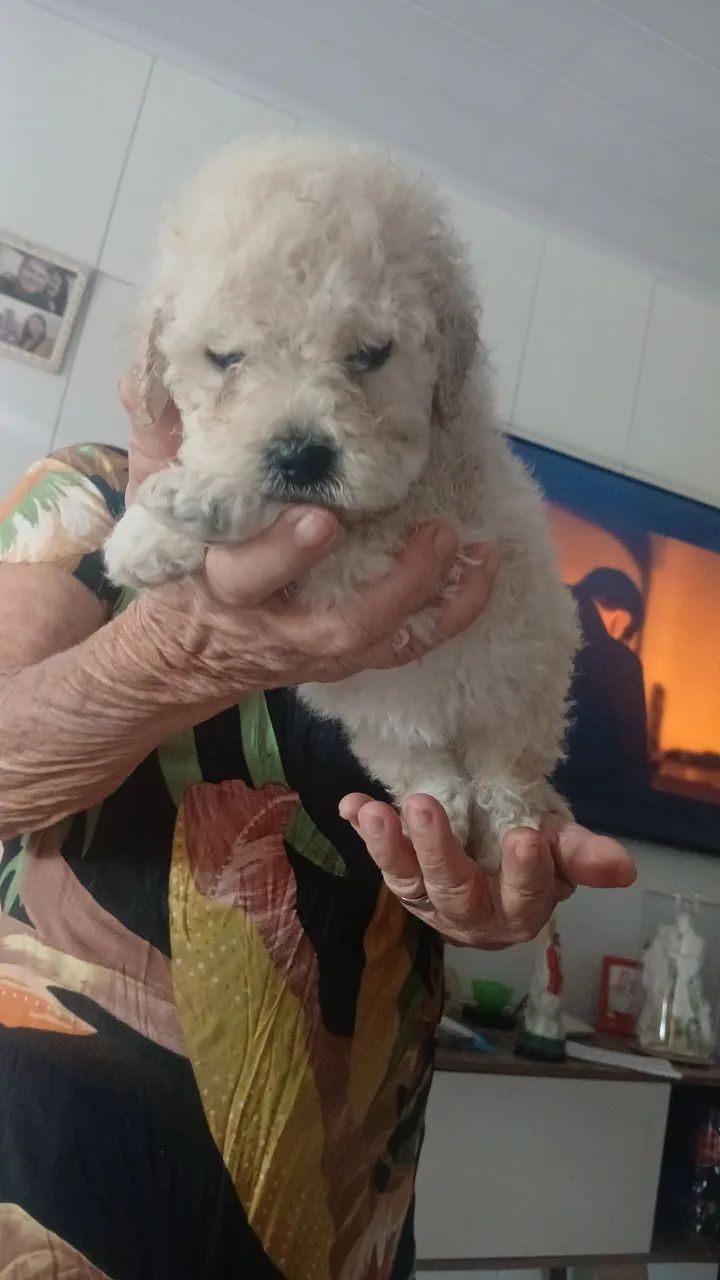 Cachorro - Foto 4