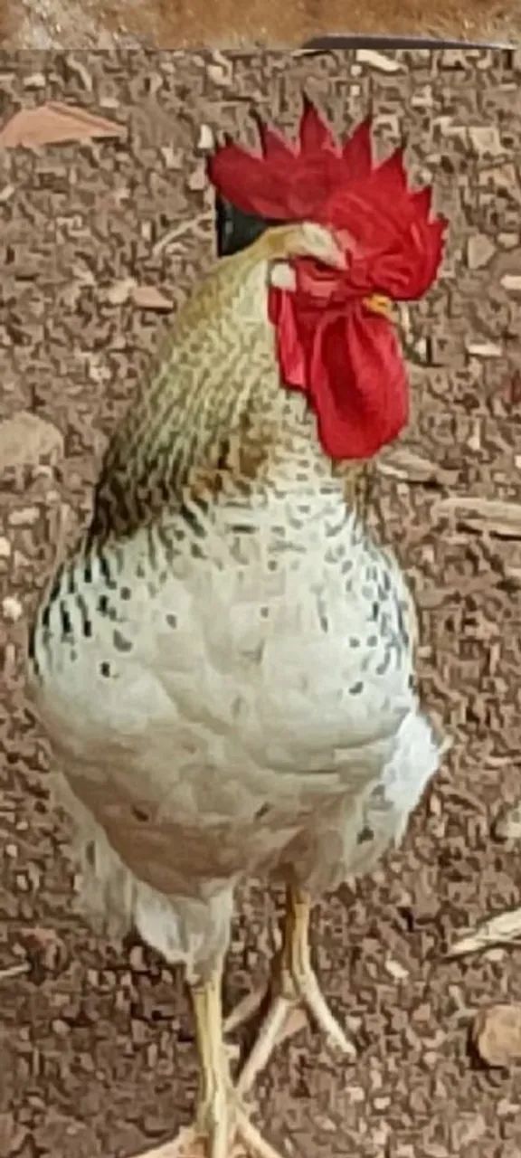 Galos Embrapa 051, GLC e AMAZONE para reprodução, frangas de postura e frangos de corte  