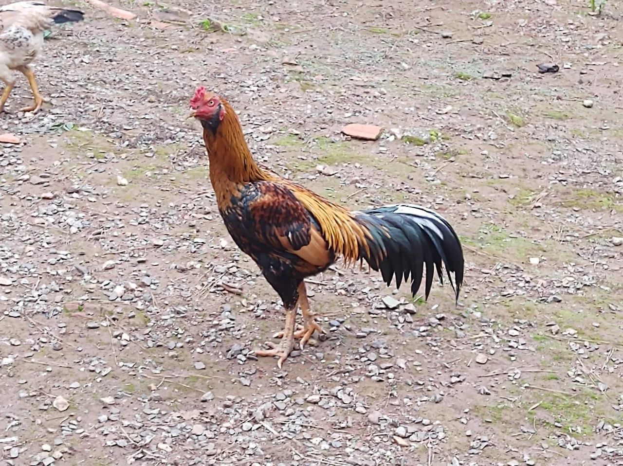 Galos 