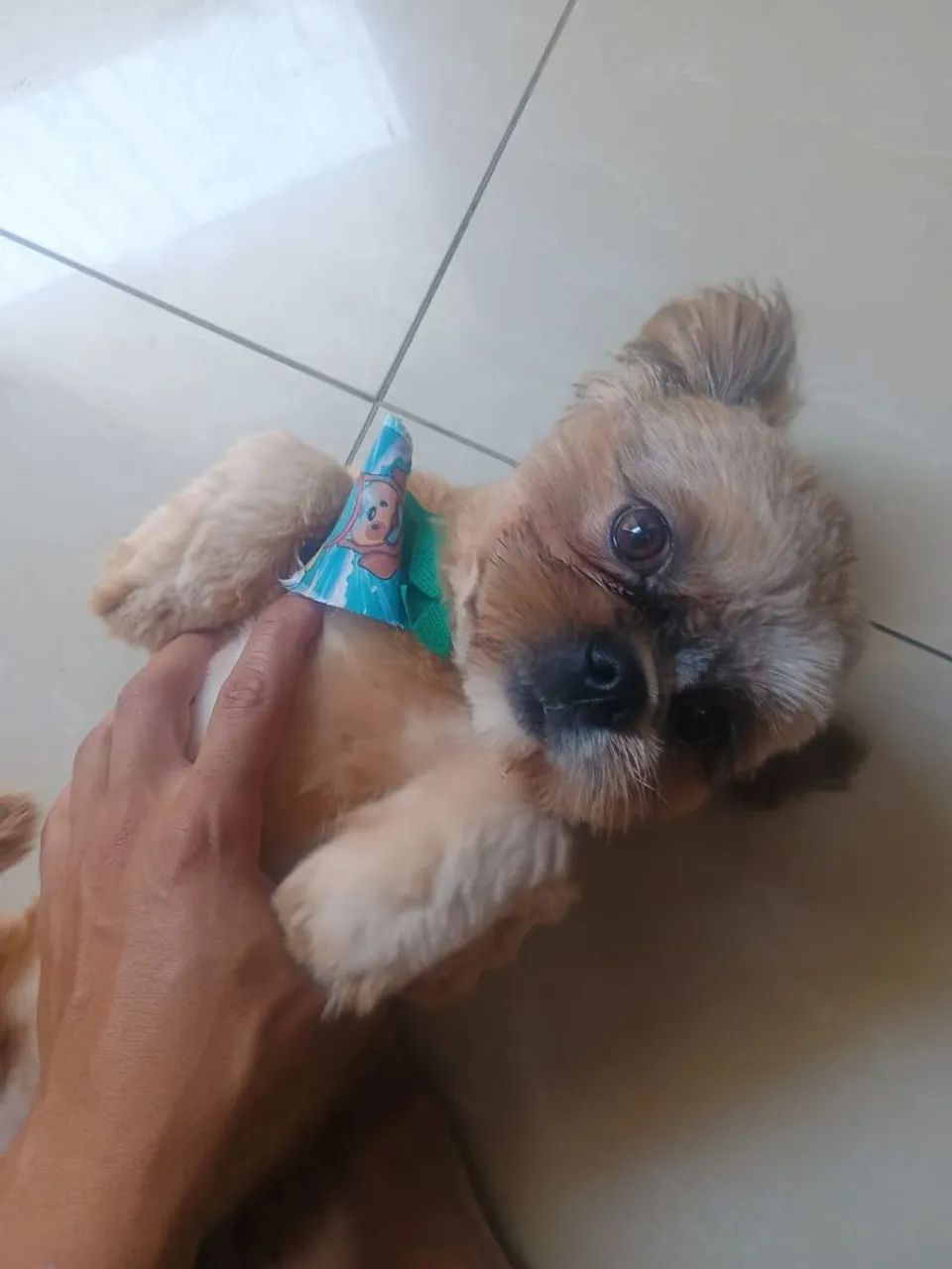 Cachorro  - Foto 2