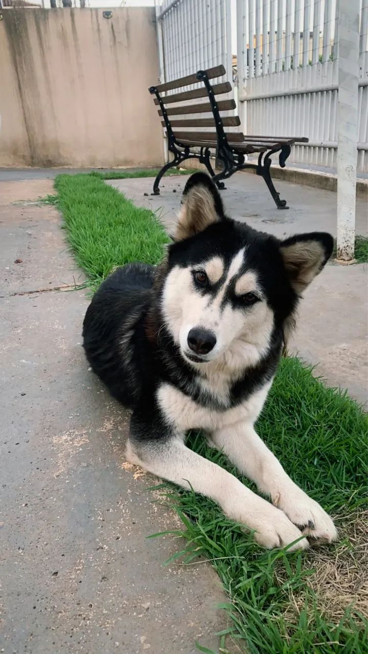 Husky Siberiano - Foto 2