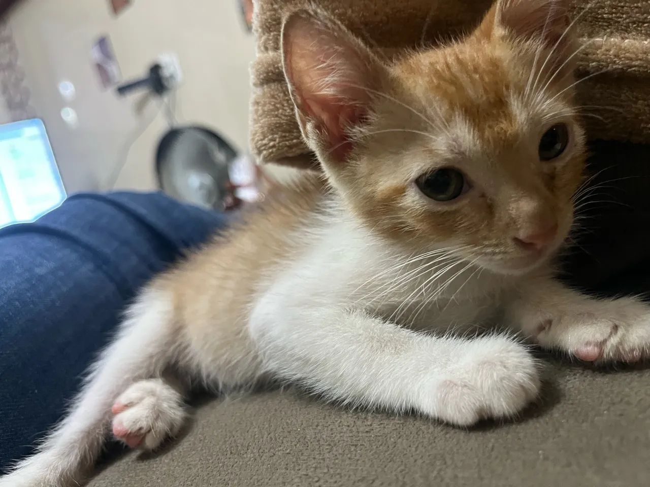 Animais - Foto 4