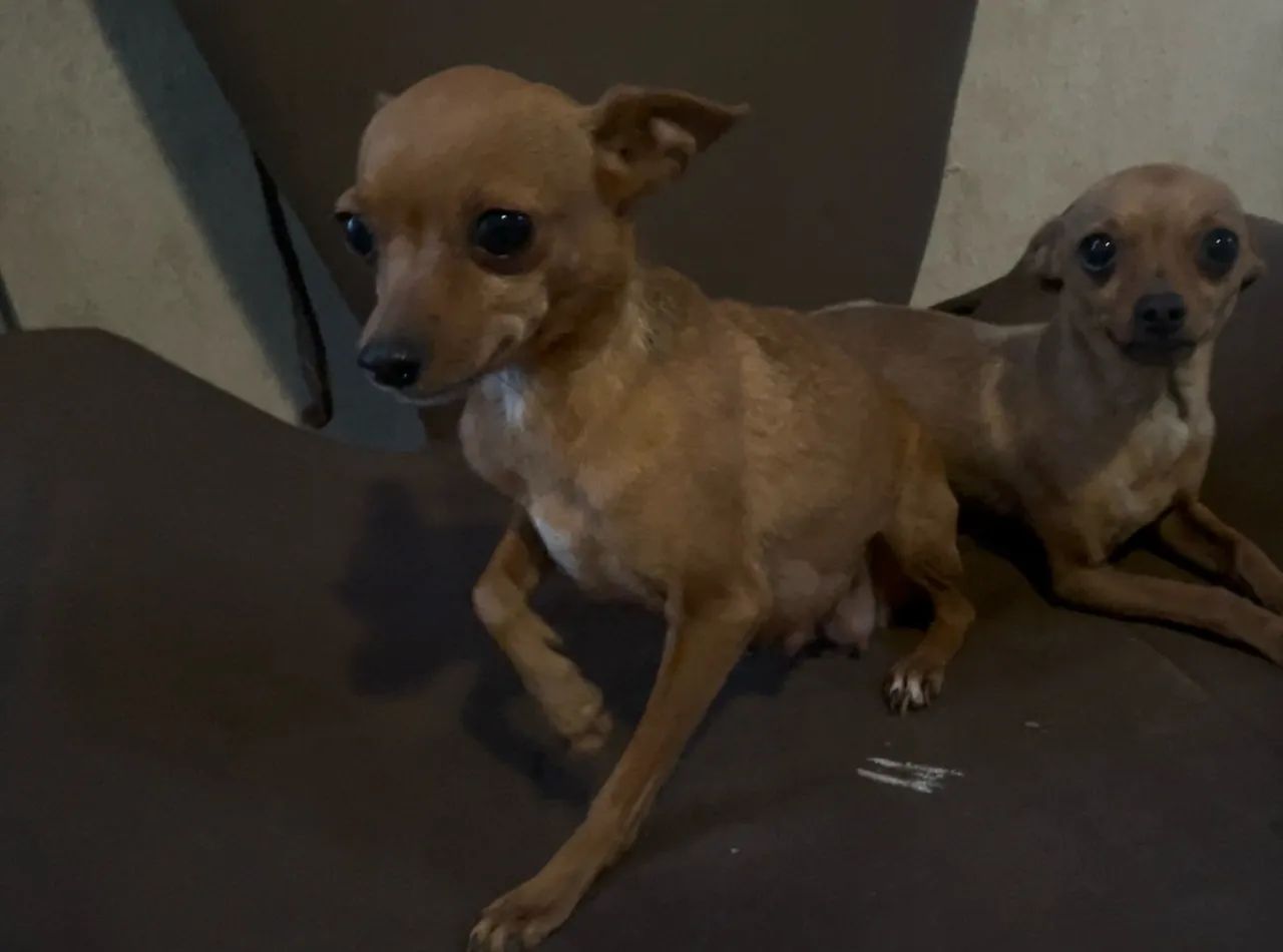 Pinscher