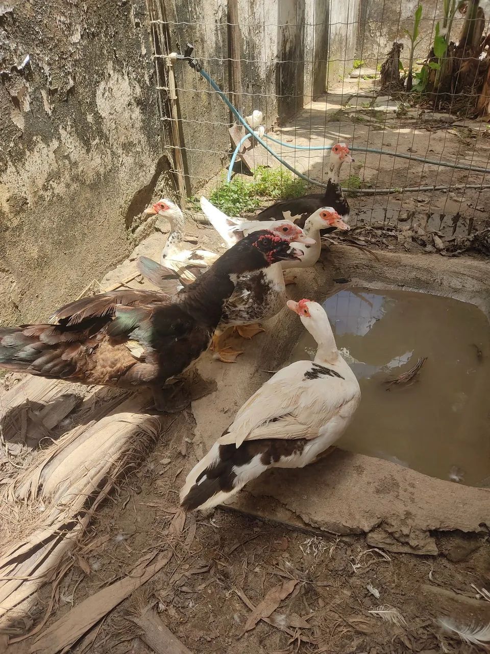 Pato e patas - Foto 2