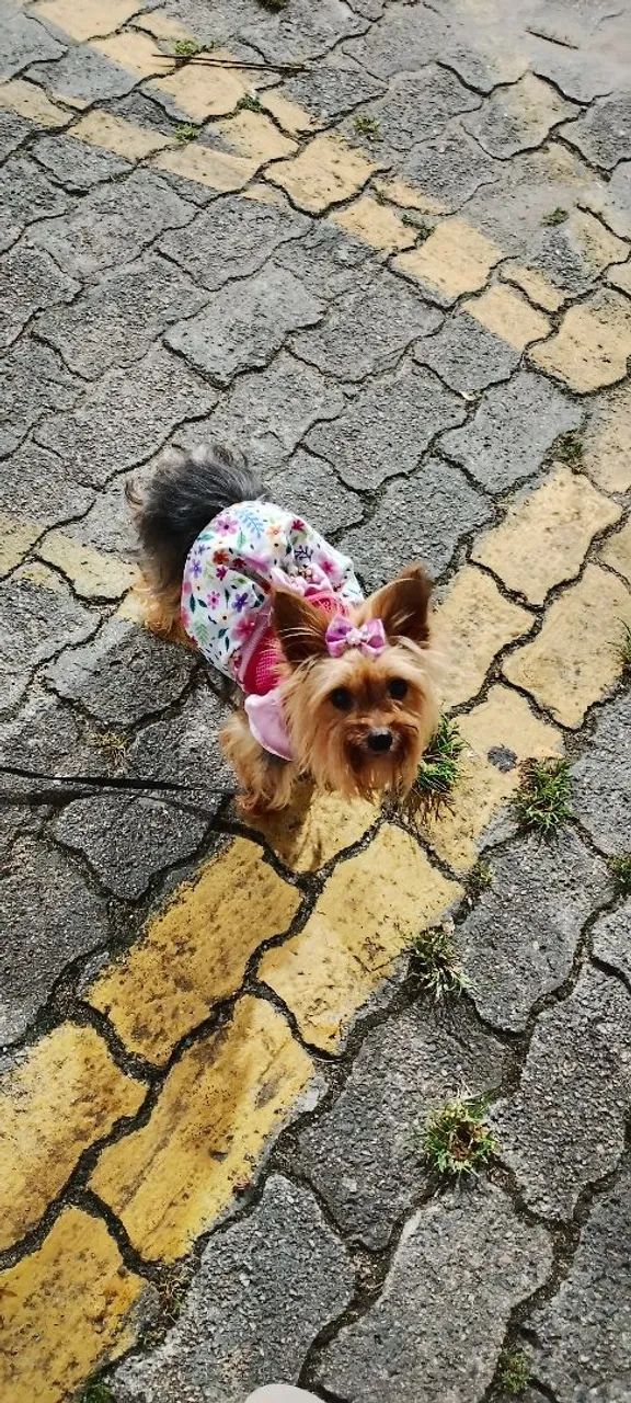 Yorkshire terrie