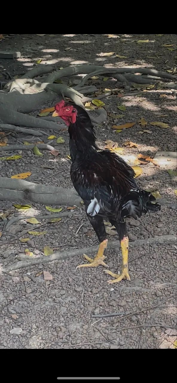 Frango - Foto 5