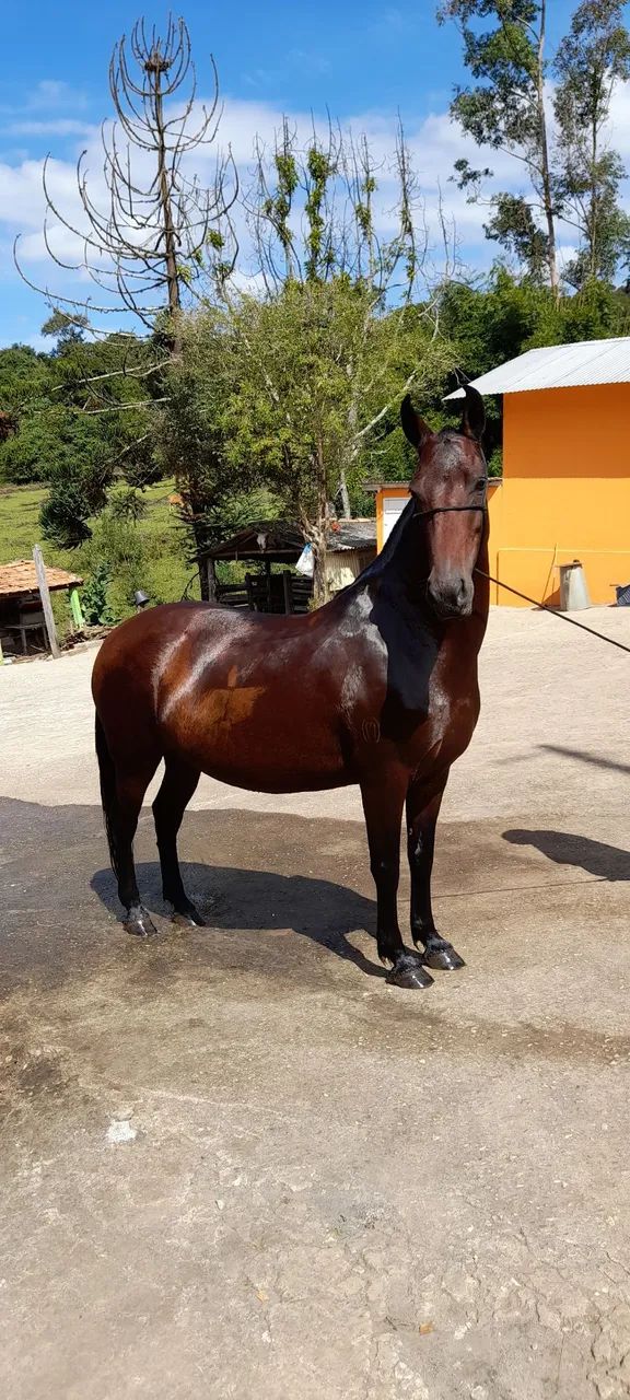 Vendo égua com registro  - Foto 6