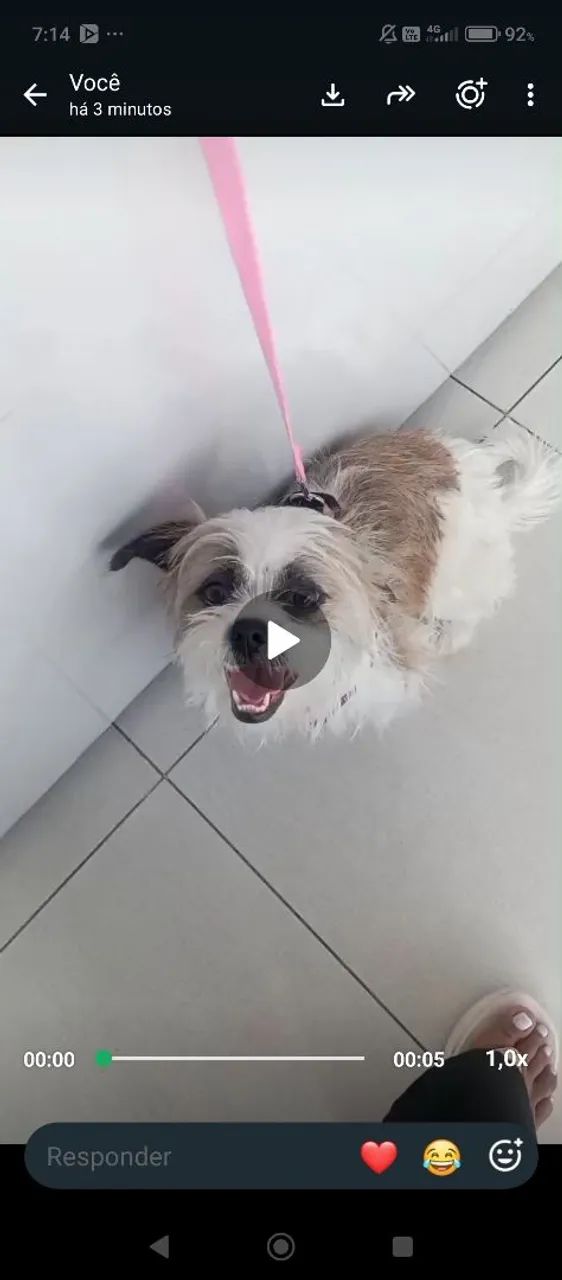Cachorra de raça para doar - Foto 2