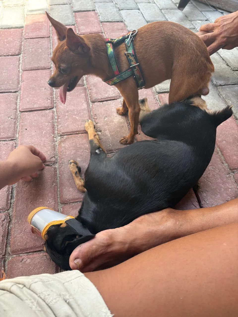 Cachorro macho pinshche - Foto 5