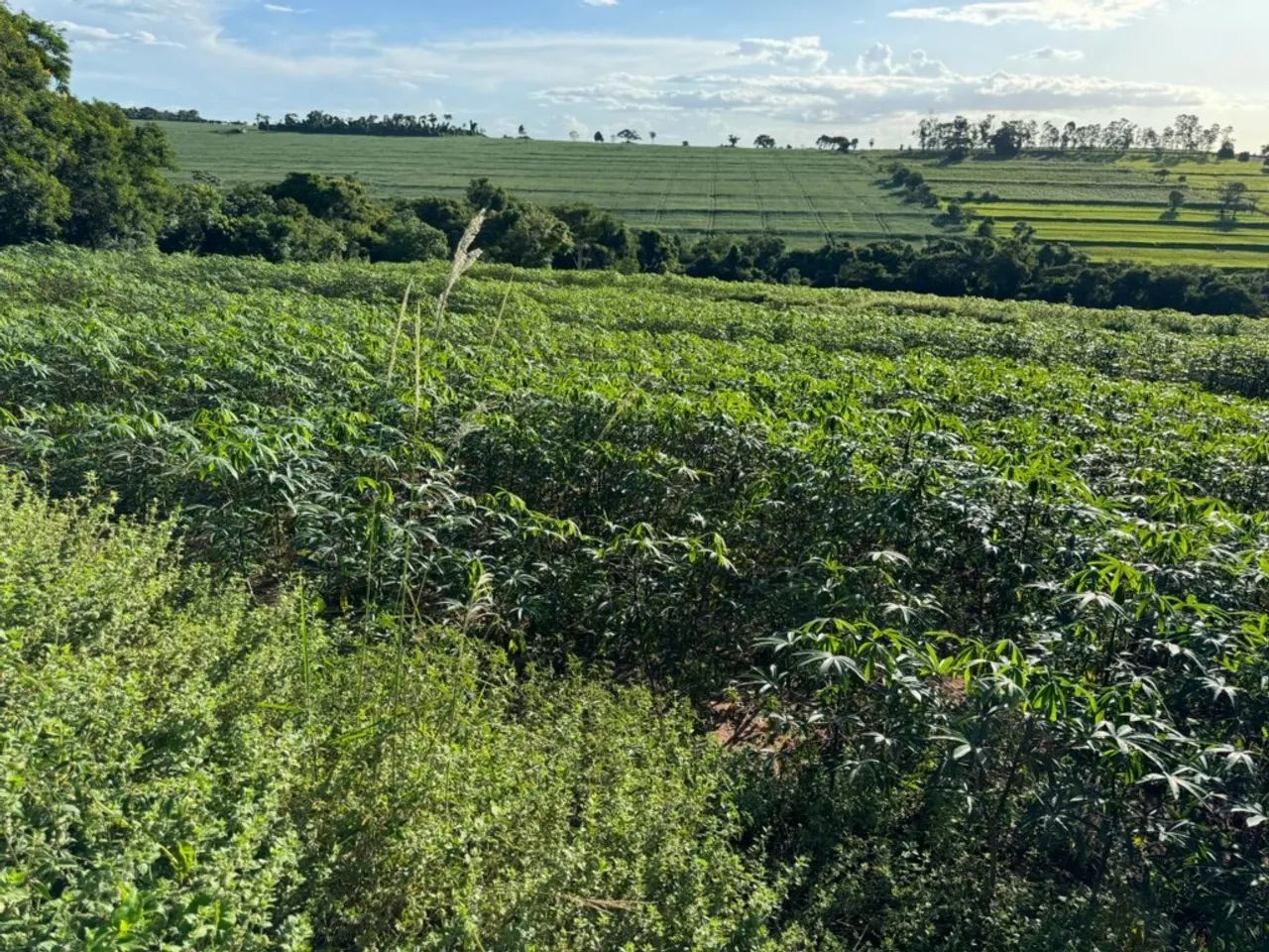 SITIO DE 2,62 ALQUEIRES - TUNEIRAS D* OESTE- PR - Foto 4