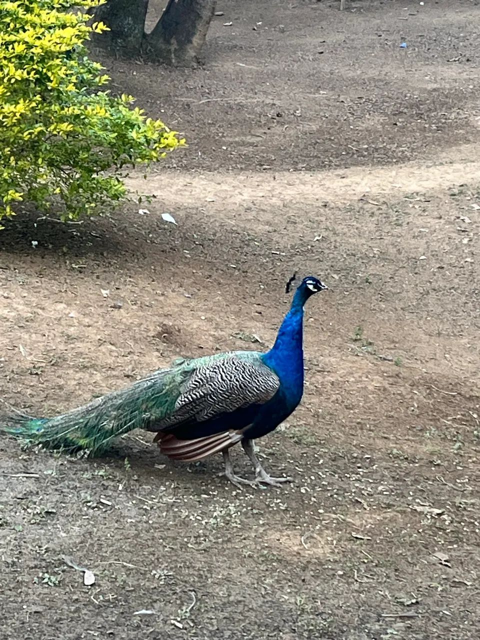 Pv Azul  - Foto 3