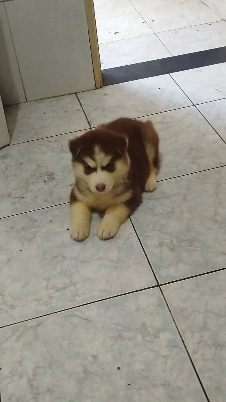 Husky siberiano  - Foto 2
