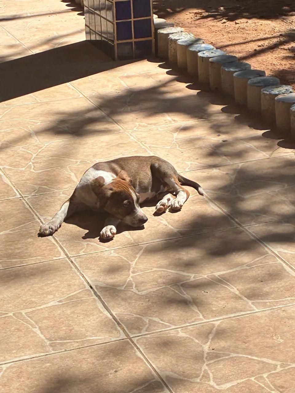 Cachorrinho para adoção  - Foto 2