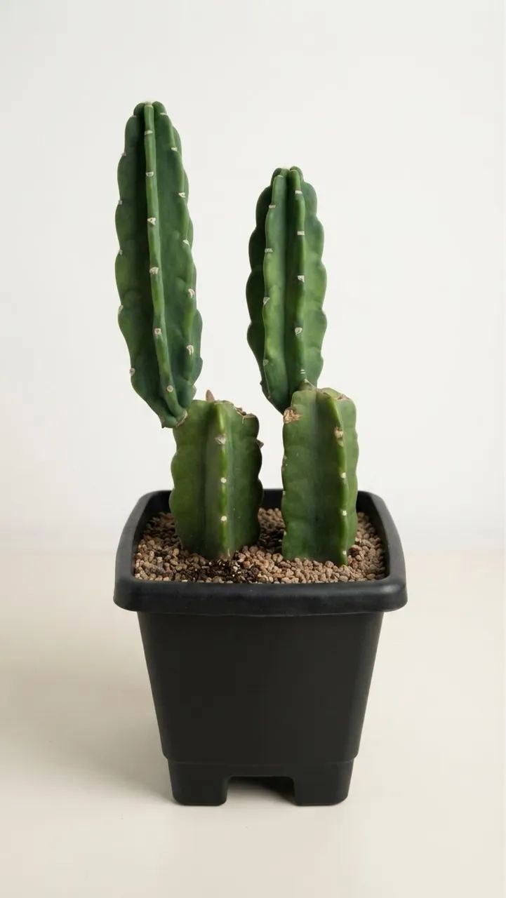 Vendo Cactos - Foto 3