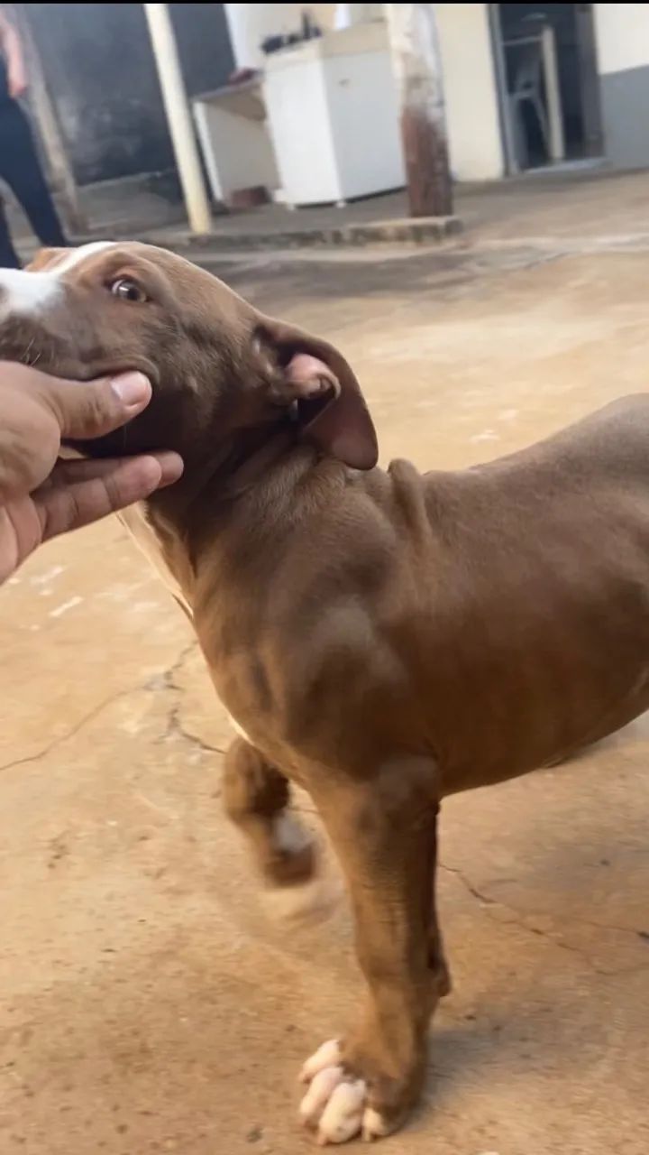 Filho de pit - Foto 3