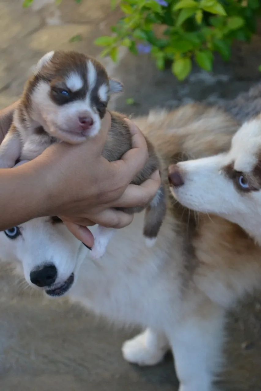 pomsky legitimos  - Foto 2